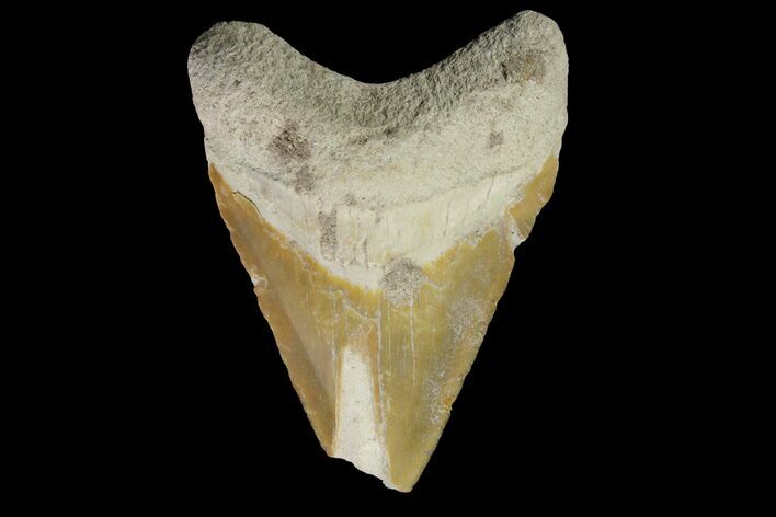 Fossil Megalodon Tooth - Bone Valley, Florida #145114